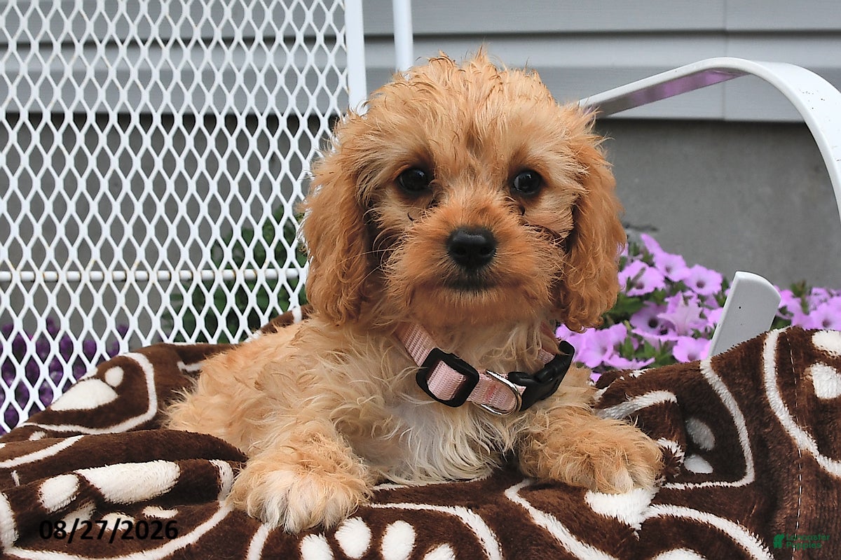 Cavapoo dogs Cassie   - Ad 2