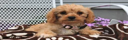 Cavapoo dogs for sale: Cassie   - Ad 2
