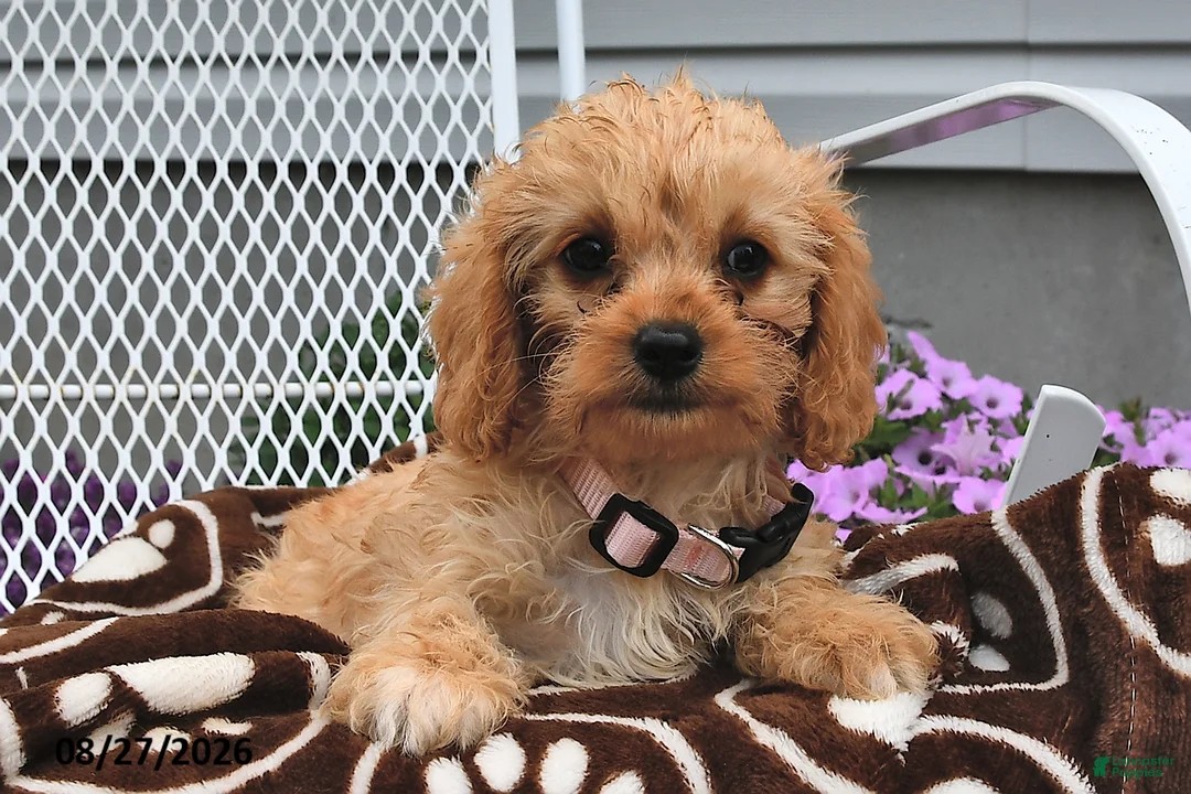 Cavapoo dogs for sale: Cassie   - Ad 2