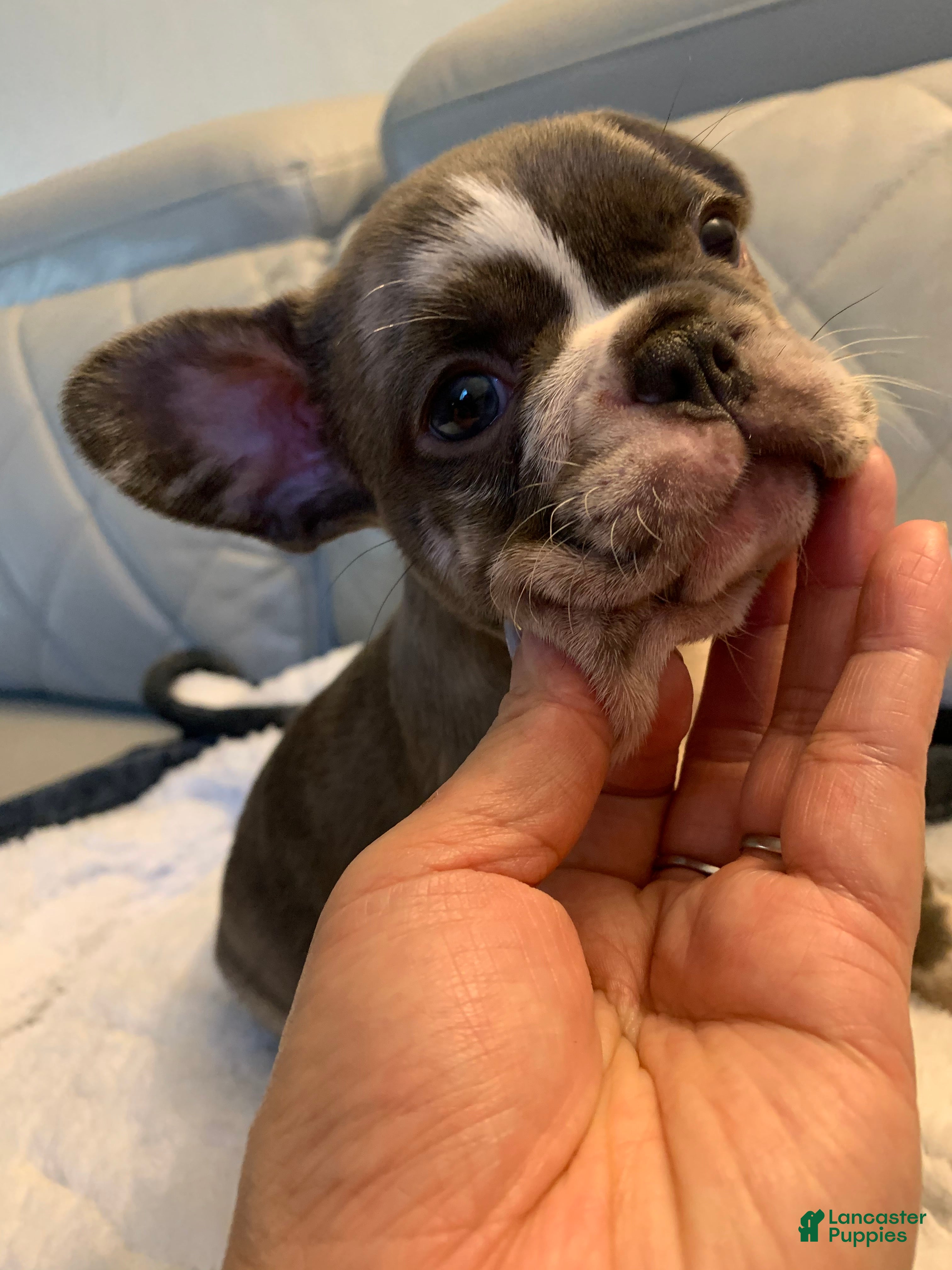 French Bulldog dogs French Bulldog 4 - Ad 11