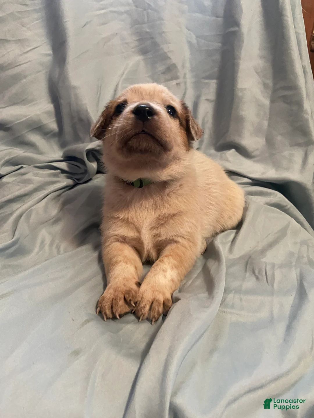 Australian Cattle Dog dogs for sale: Australian Cattle Dog Puppy 3 - Ad 2