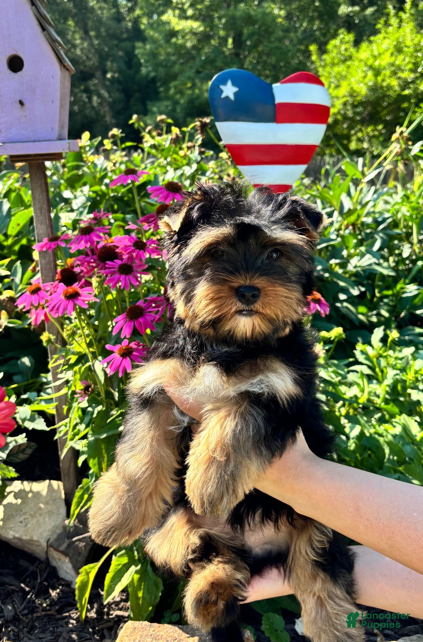 Mixed Breed dogs Mixed Breed 1 - Ad 1