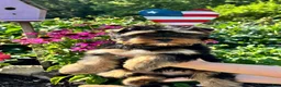 Mixed Breed dogs for sale: Mixed Breed 1 - Ad 1