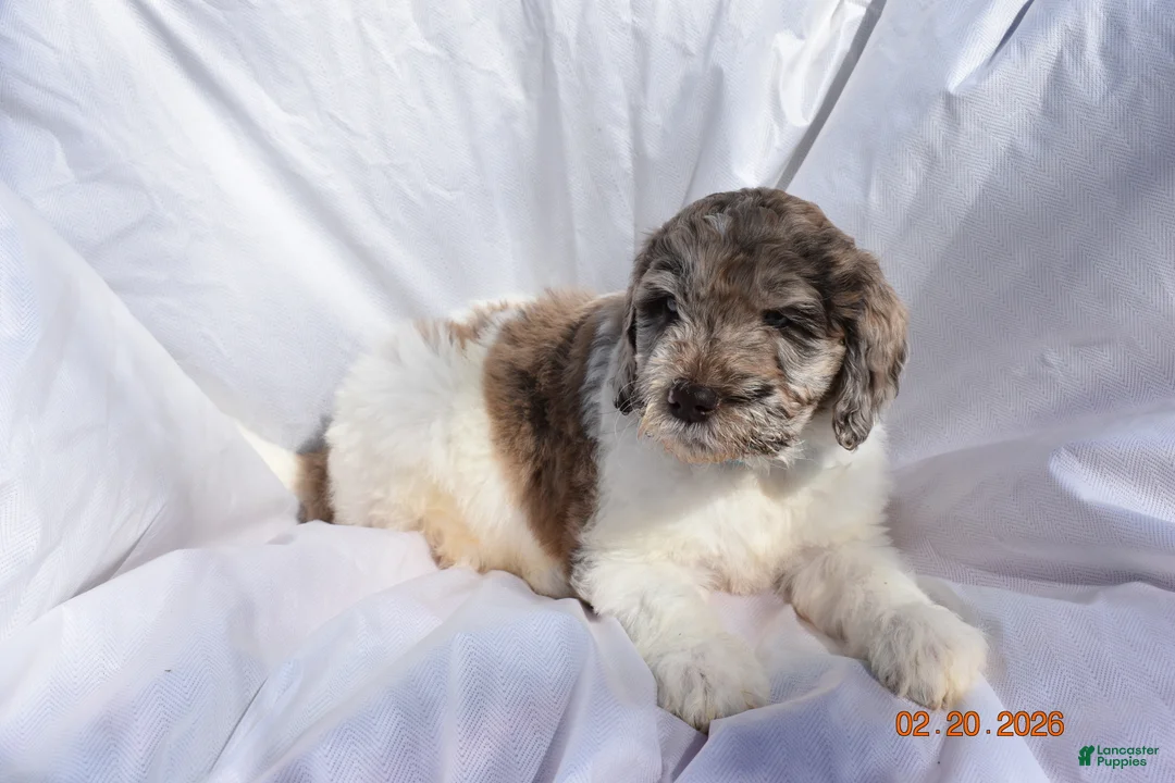 Newfypoo dogs for sale: Light Blue - Ad 3