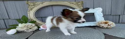 Papillon dogs for sale: Briar - Ad 4