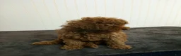 Toy Poodle dogs for sale: Tiger - Ad 12