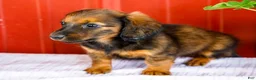 Miniature Dachshund dogs for sale: Bryce - Ad 5