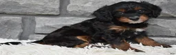Cavapoo dogs for sale: Cavapoo 2 - Ad 4