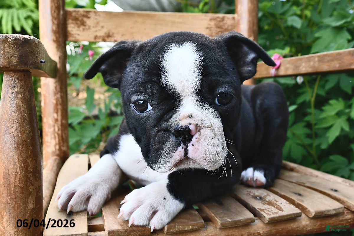 Boston Terrier dogs for sale: Glory - Ad 2