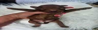 Sammy
