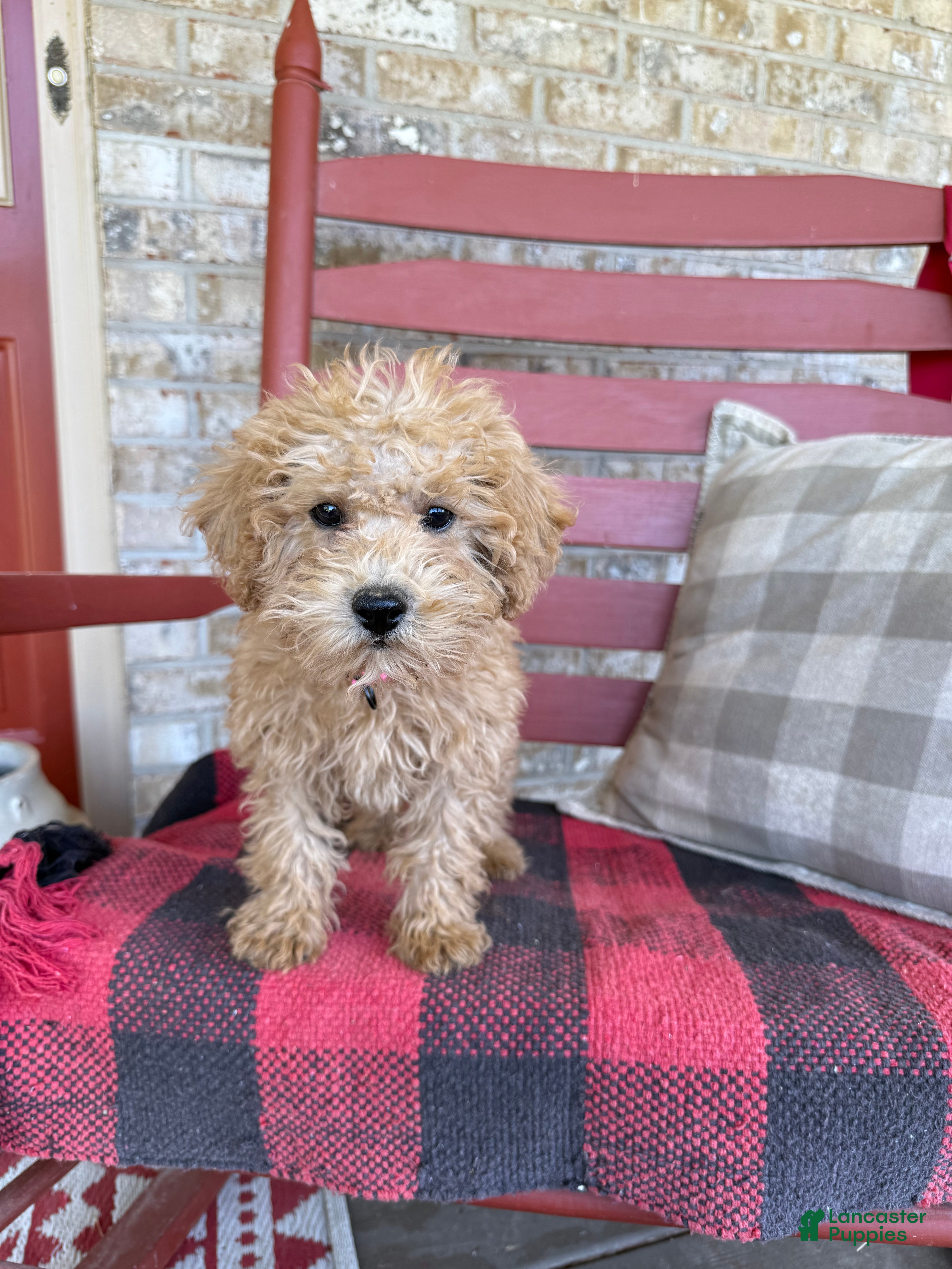 Mixed Breed dogs Mario - Ad 15