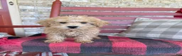 Mixed Breed dogs for sale: Mario - Ad 1