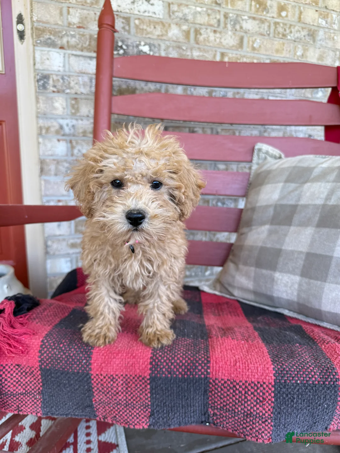 Mixed Breed dogs for sale: Mario - Ad 1