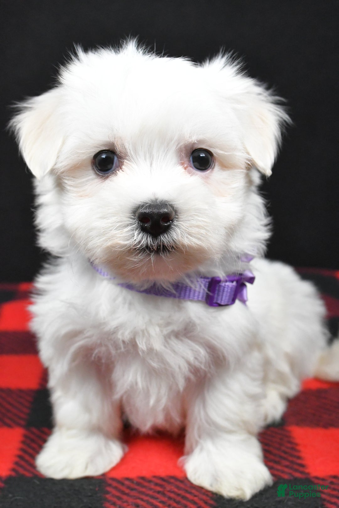 Maltese dogs for sale: Milly - Ad 7