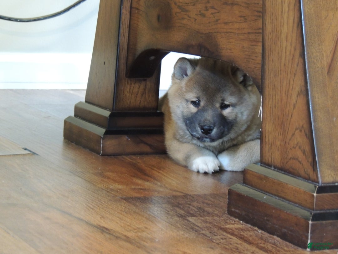 Shiba Inu dogs for sale: BINGO - Ad 3
