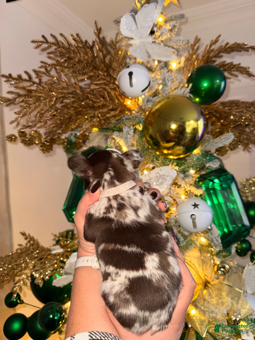 French Bulldog dogs for sale: French Bulldog Puppy 5 - Ad 2