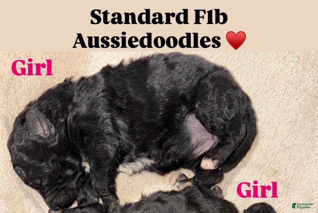 Aussiedoodle dogs for sale: Lizzy - Ad 1