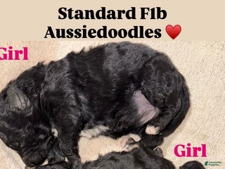 Aussiedoodle dogs Lizzy - Ad 1