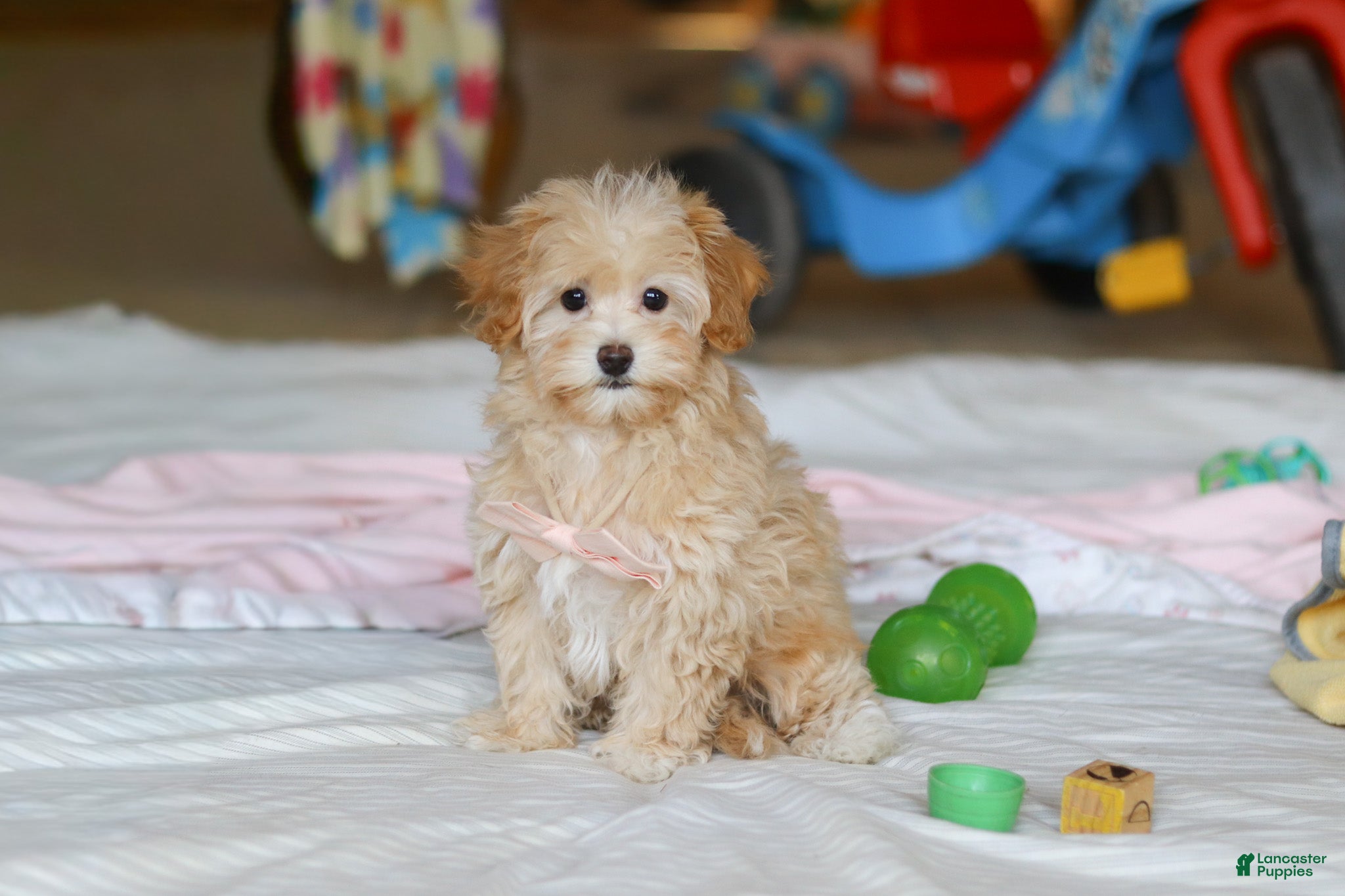 Havapoo dogs Clover - Ad 29