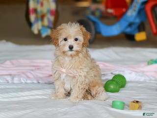 Havapoo dogs Clover - Ad 20