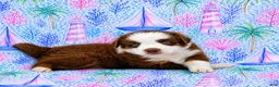 Miniature Australian Shepherd dogs for sale: Booty - Ad 2