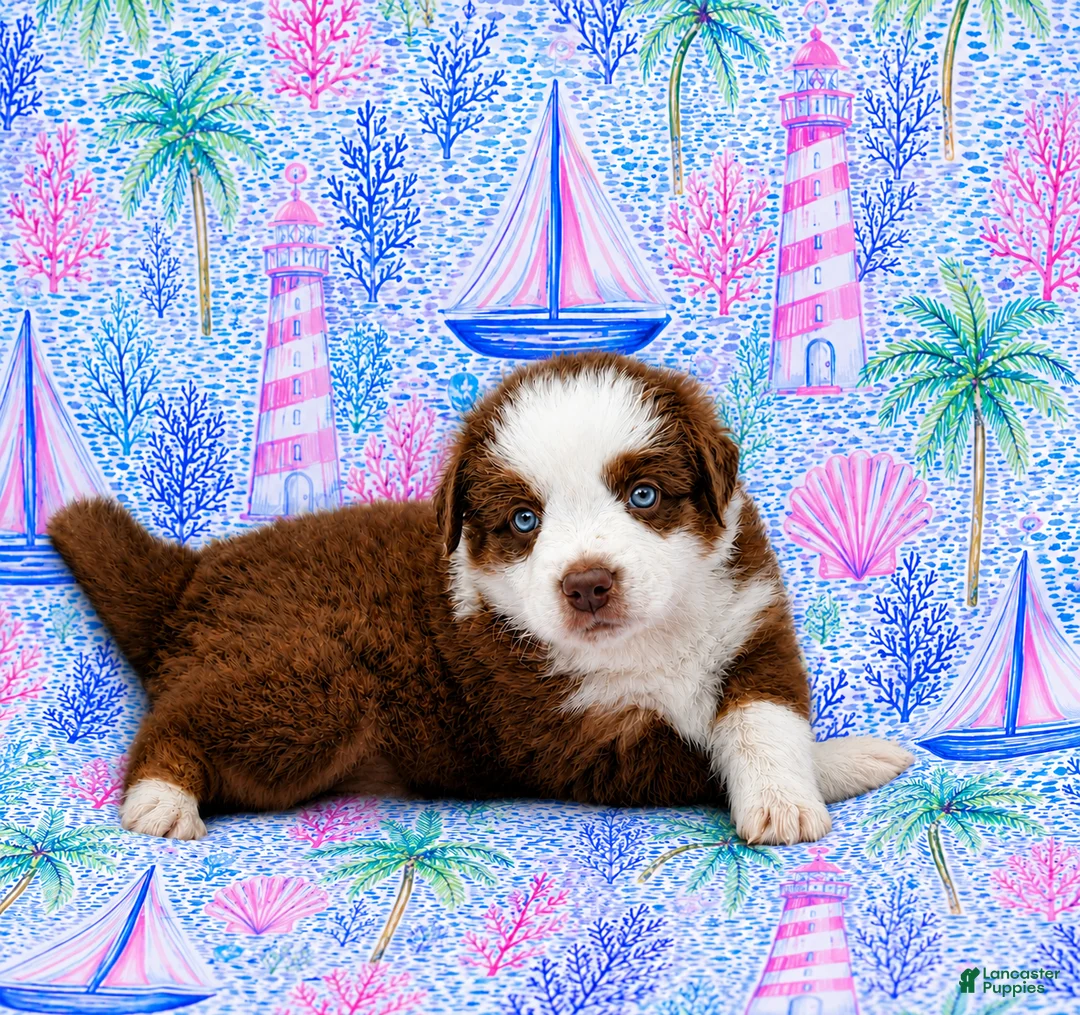 Miniature Australian Shepherd dogs for sale: Booty - Ad 2