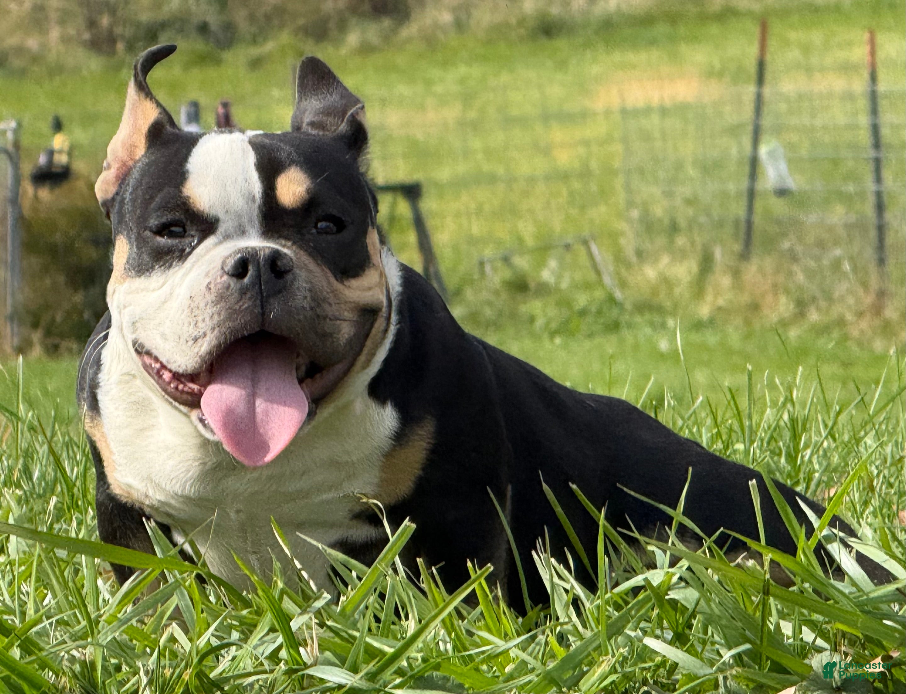 American Bully dogs for sale: Baby Girl  - Ad 1