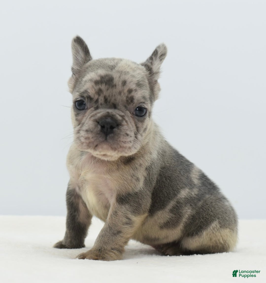 Mixed Breed dogs for sale: Hollywood merle blue  - Ad 25
