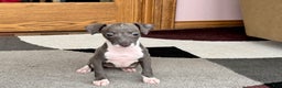 Italian Greyhound dogs for sale: Lila - Ad 4