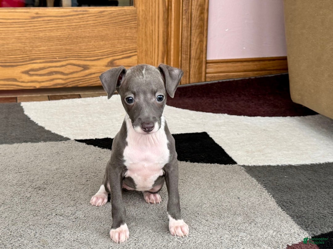 Italian Greyhound dogs for sale: Lila - Ad 4