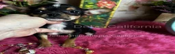 Chihuahua dogs for sale:  CITY GIRL  - Ad 2