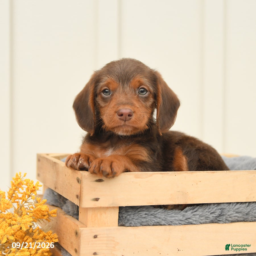 Mixed Breed dogs Freckles - Ad 2