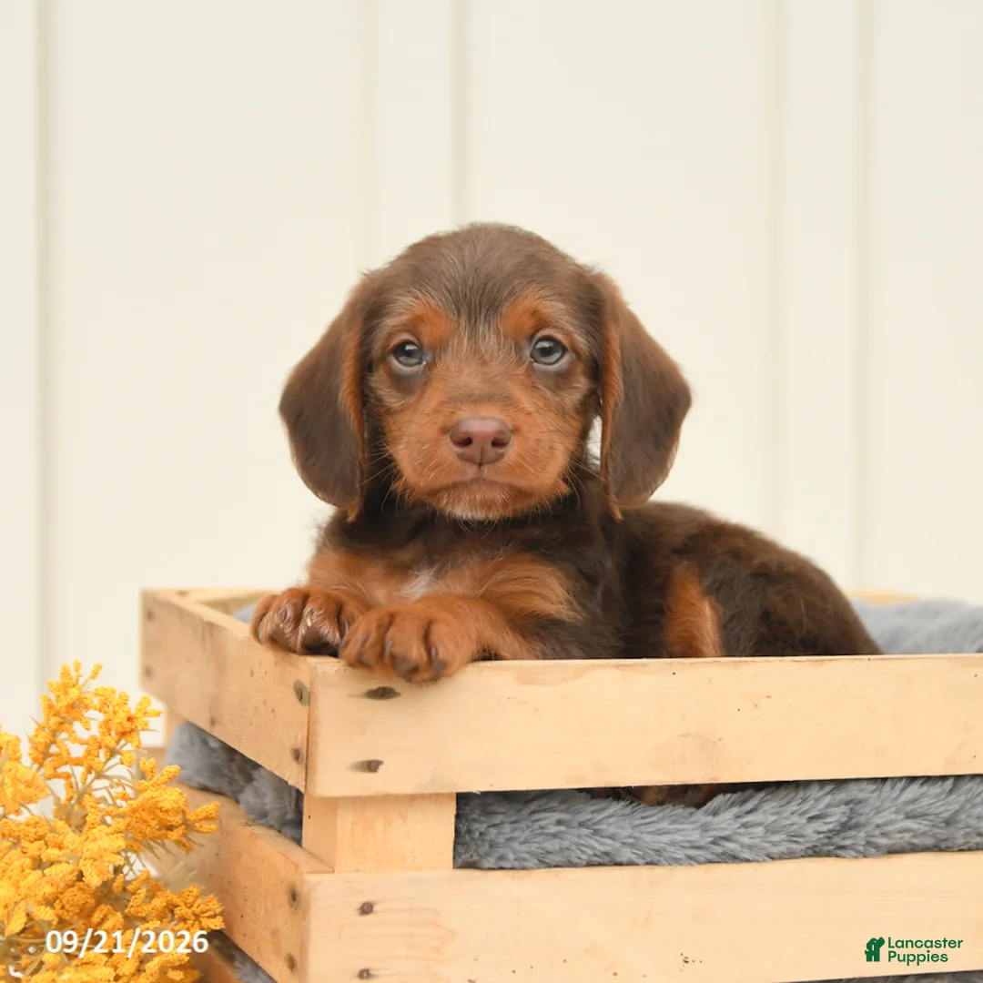 Mixed Breed dogs for sale: Freckles - Ad 2
