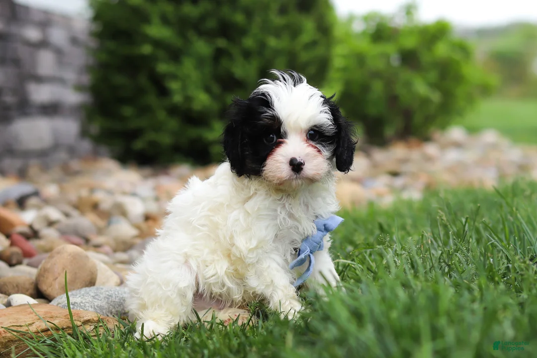 Cavapoo dogs for sale: Jackson - Ad 2