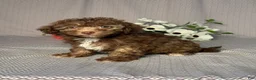 Havapoo dogs for sale: Ellie - Ad 2