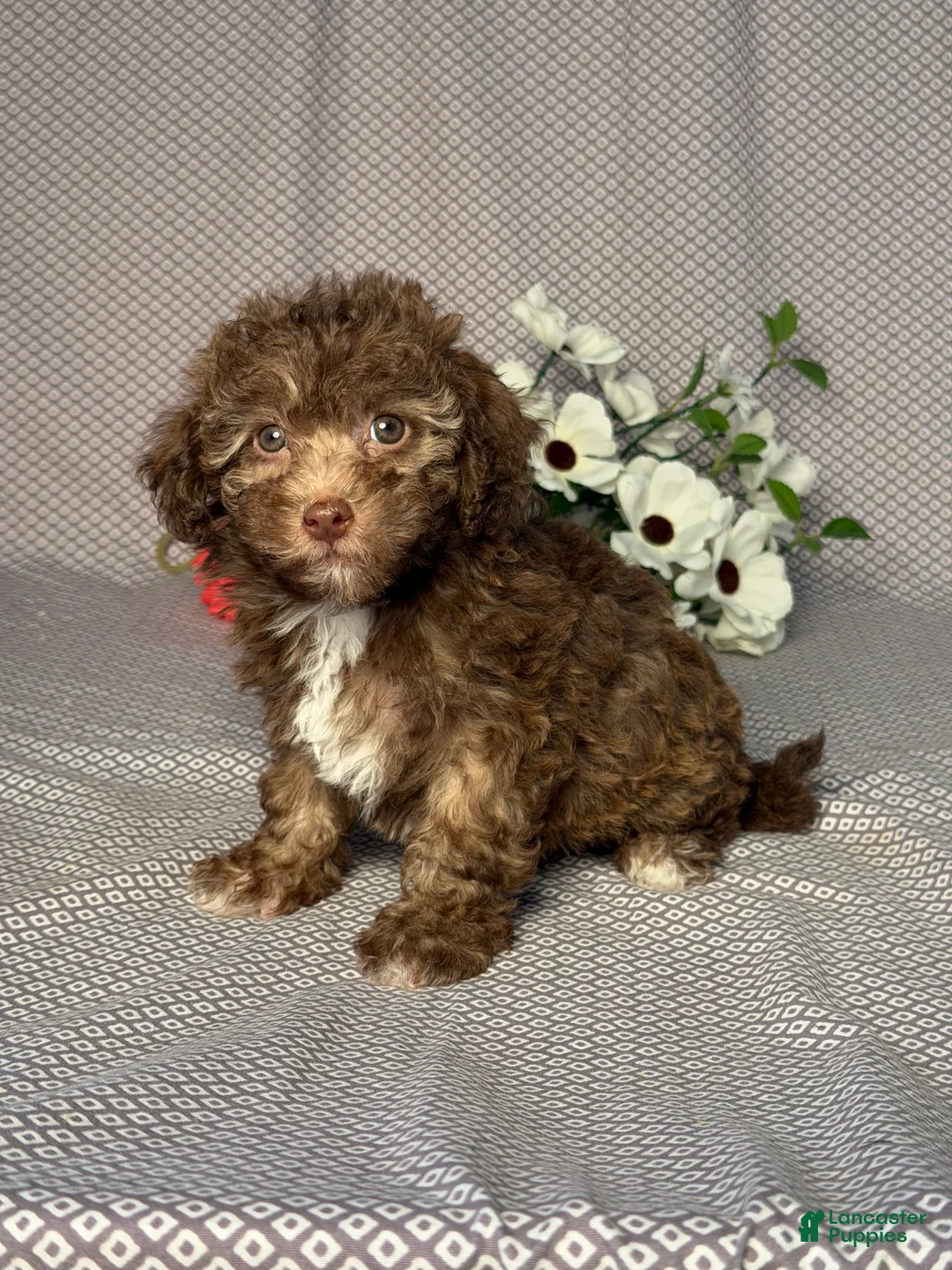Havapoo dogs for sale: Ellie - Ad 2