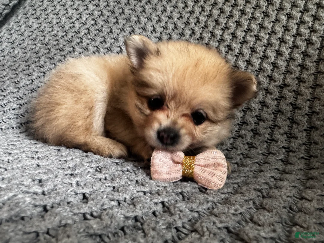 Pomeranian dogs for sale: Lilly - Ad 2