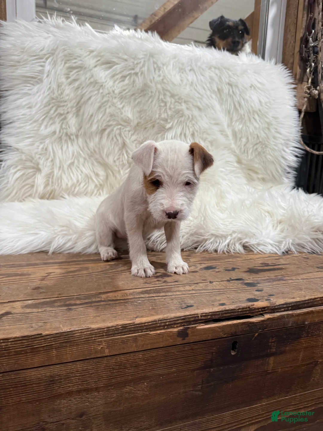 Jack Russell Terrier dogs for sale: Taylor Puppy 1 - Ad 4