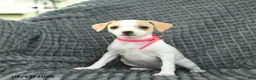 Smooth Fox Terrier dogs for sale: Delilah  - Ad 1