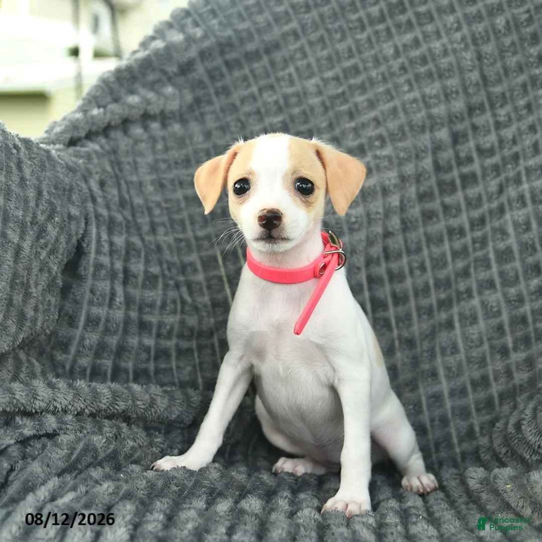 Smooth Fox Terrier dogs for sale: Delilah  - Ad 1