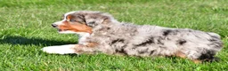 Miniature Australian Shepherd dogs for sale: Andre - Ad 3
