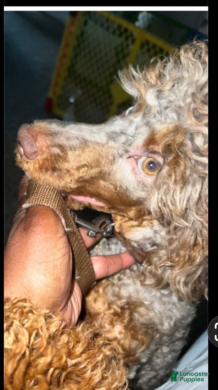 Miniature Poodle dogs Boy - Ad 2