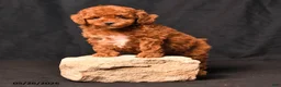 Toy Poodle dogs for sale: Blossem - Ad 4