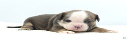 Mixed Breed dogs for sale: Savanna Tiny mini bulldog  - Ad 6