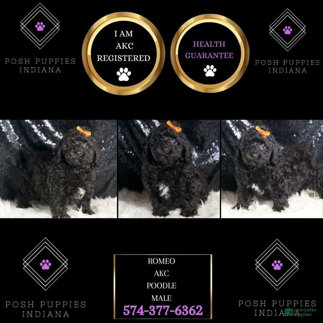 Toy Poodle dogs Romeo - Ad 2