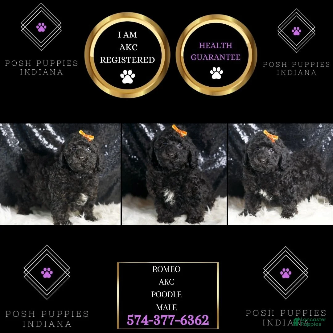 Toy Poodle dogs for sale: Romeo - Ad 2