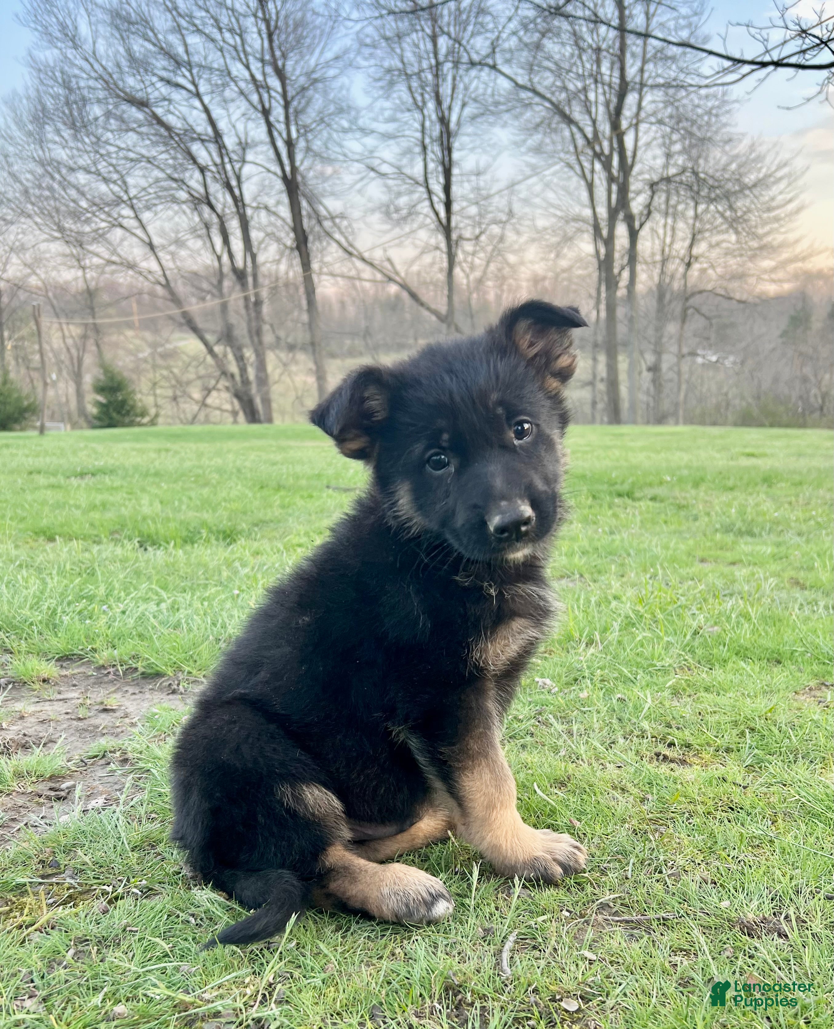 German Shepherd dogs Colt - Ad 2
