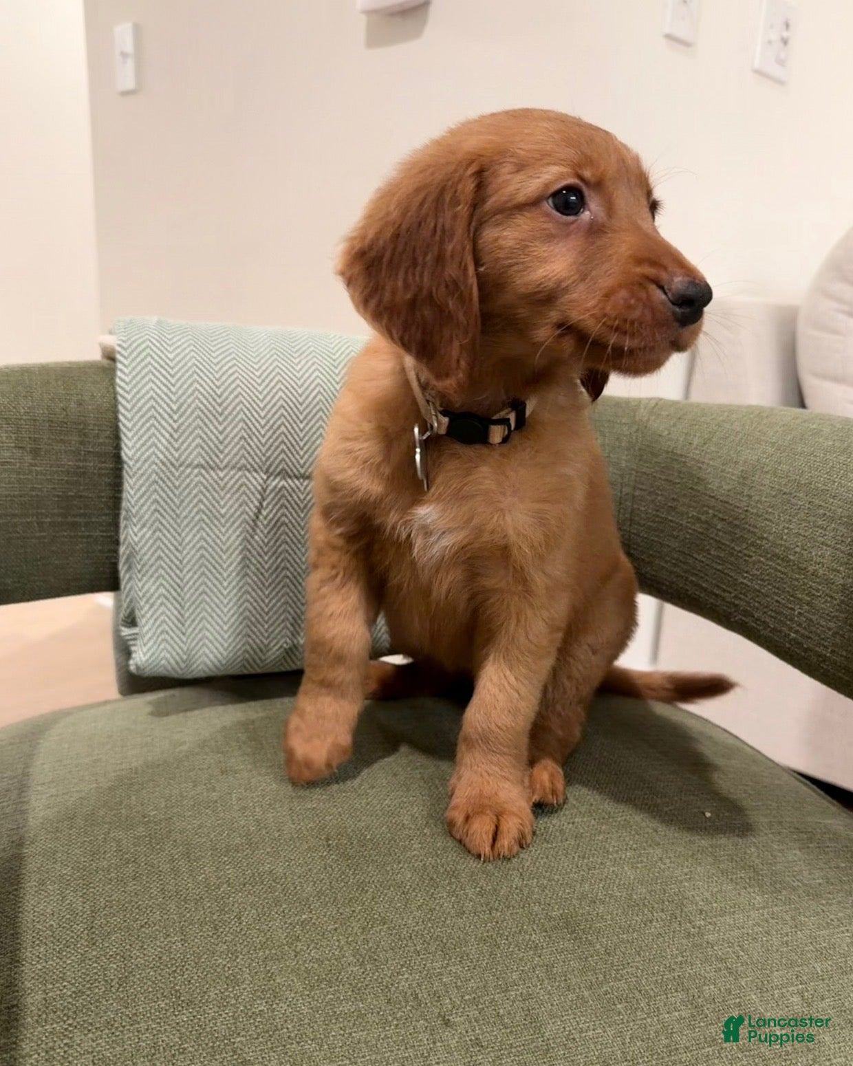 Golden Retriever dogs Golden Retriever Puppy 8 - Ad 41