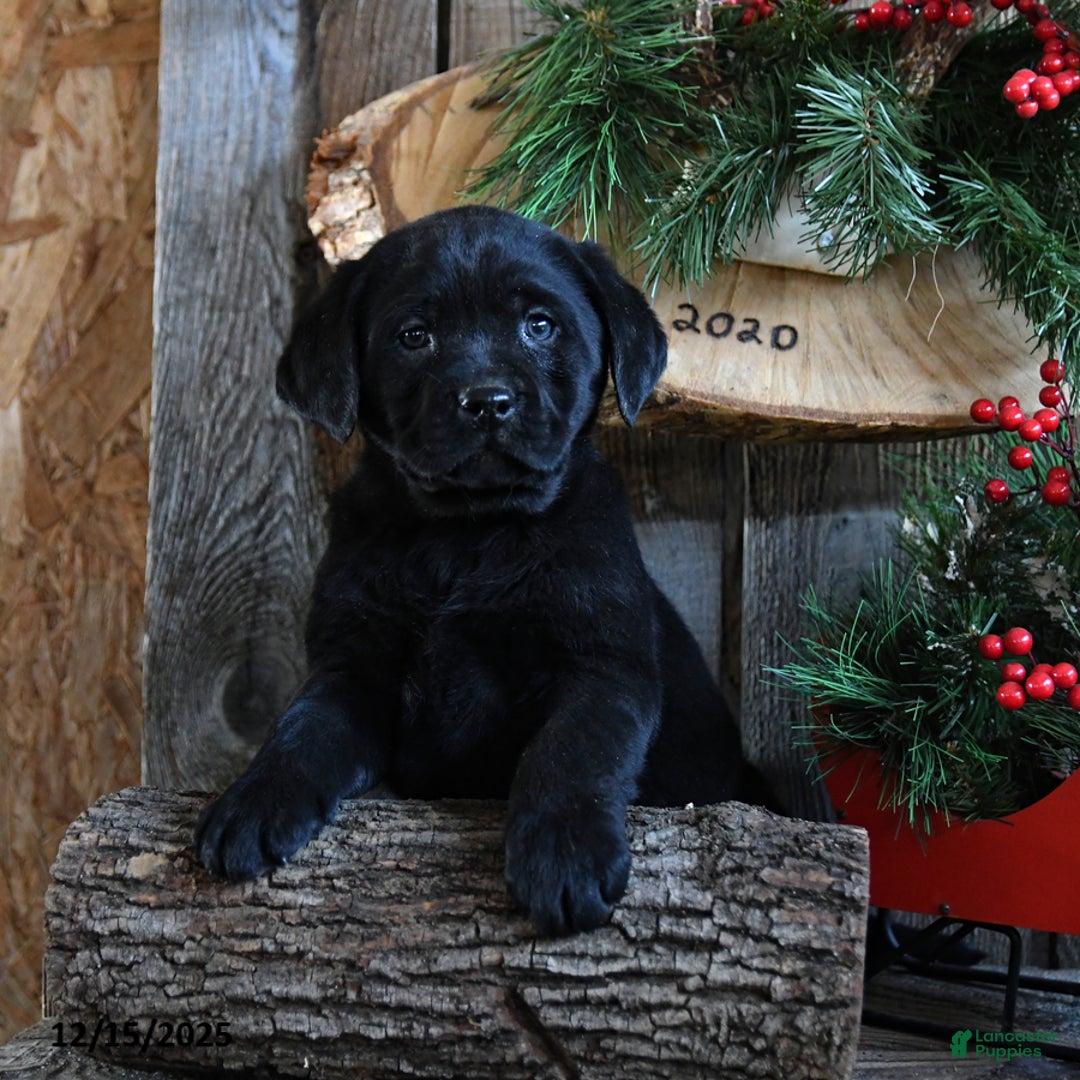 Labrador Retriever dogs for sale: Rain - Ad 4