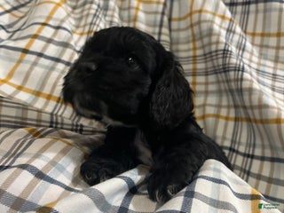 Cocker Spaniel dogs - Ad 4